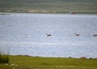 Zwaangans (Swan goose) Anser cygnoides - Ogii Nuur 14-08-2016 (1)